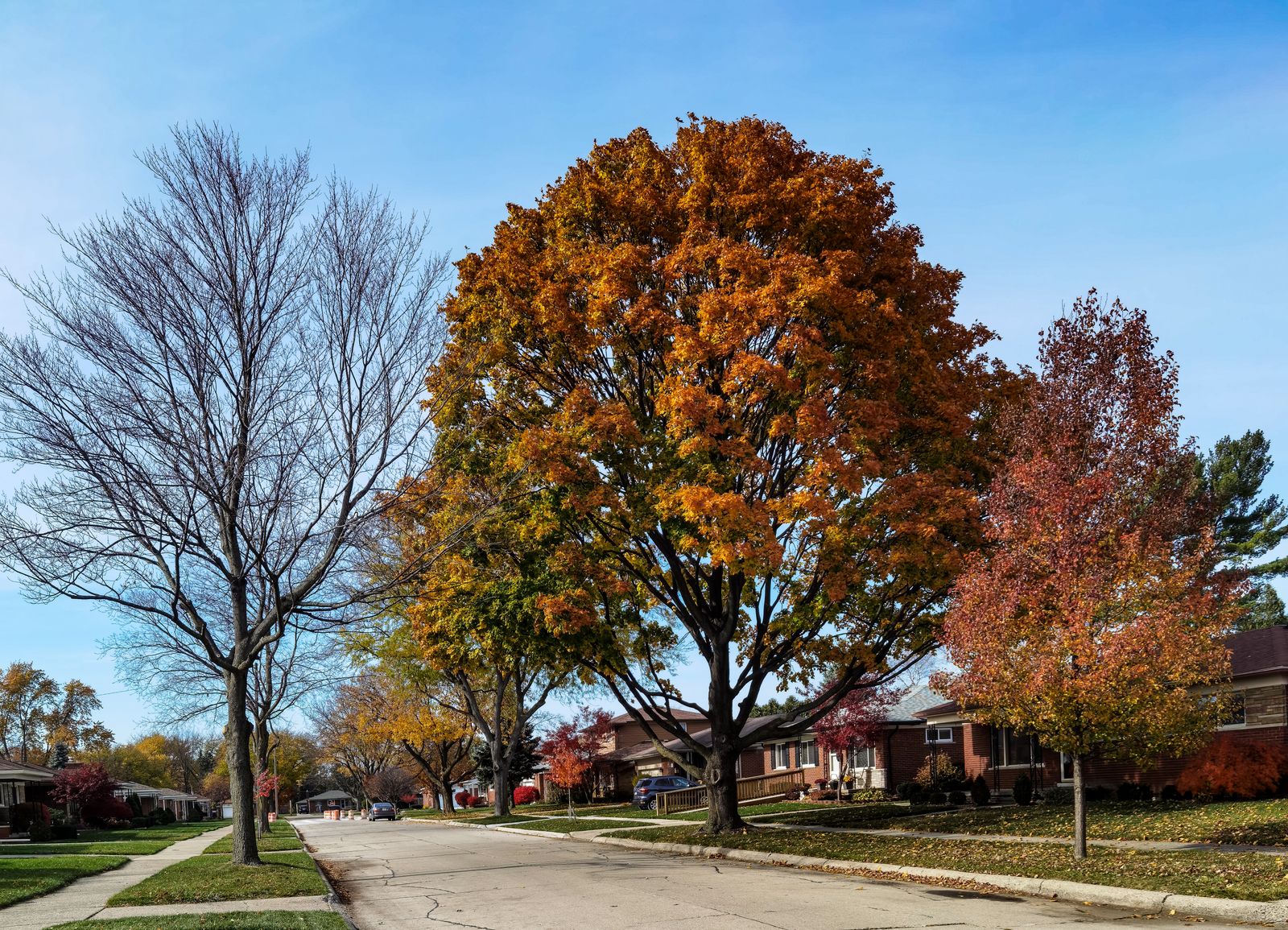 A tree-lined residential street near the Madison lakes